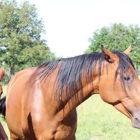 Familial A La Ferme Avec Terrasse - Chevaux, Poneys, Proche Montlucon Et Thermes Neris Les Bains - Fr-1-489-430 * Sauvagny